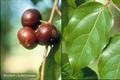 coffee plum